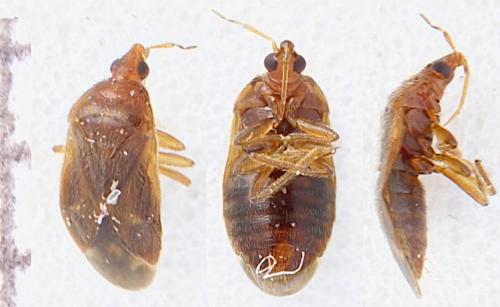 Réf. 350 339 : Cardiastethus fasciiventris